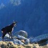 Animaux